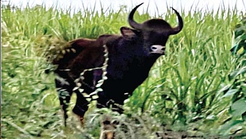 रहिमतपूर परिसरात रानगव्याचा वावर