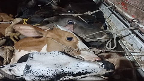 धुळे : कत्तलीच्या उद्देशाने होणारी वाहतूक रोखली ; 9 गायींची सुटका