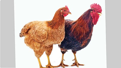 कोंबड्या