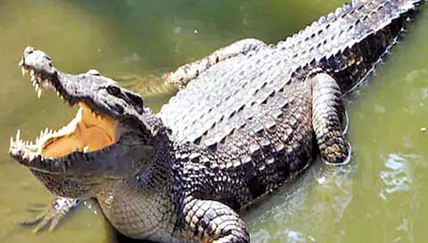 चार-चार मगरींनी हल्ला करूनही बचावला!