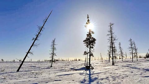 टुंड्रा प्रदेश पाचशे वर्षांत नष्ट होणार?