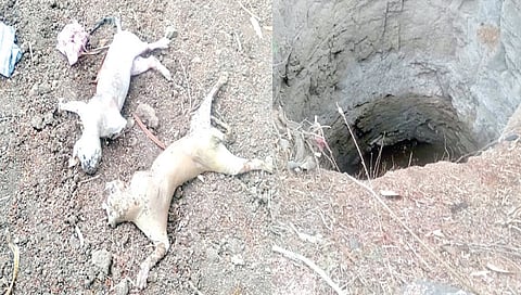 नाशिक : बिबट्यांच्या बछड्यांचा विहिरीत पडून मृत्यू