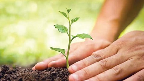 रायगड जिल्हा हिरव्यागार वनश्रीने बहरणार