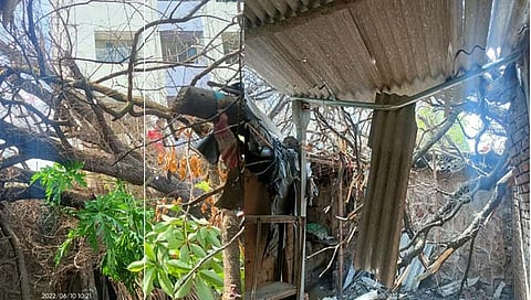 ठाणे : पहिल्या पावसातच ठाण्यात सहा वृक्ष उन्मळून पडले