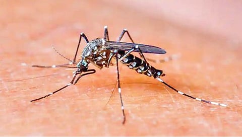 डेंग्यू