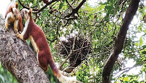 नाशिक : कळसूबाई-हरिश्चंद्रगड अभयारण्यात वृक्षाच्या शेंड्यावर शेकरूंनी तयार केलेले घरटे.