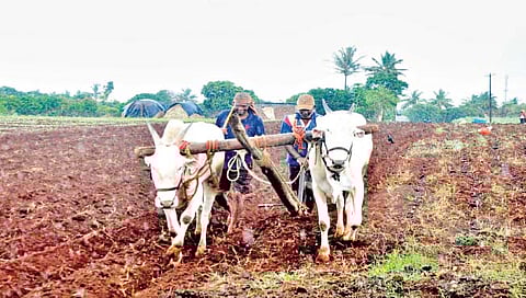 98 हजार शेतकर्यांनी भरला 6 कोटी 65 लाख पीक विमा