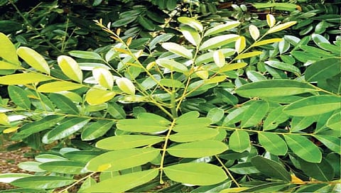 title
सिमारूबाची संजीवनी