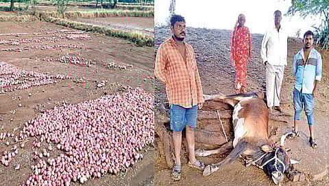 नाशिक : सटाण्यात वीज कोसळून बैल ठार, चाळीतील 350 क्विंटल कांदा गेला वाहून