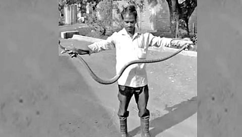 परभणी : सात फुटांचा आढळला धामण साप