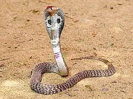 नाशिक : धोंडगव्हाणवाडीला सर्पदंशाने महिलेचा मृत्यू