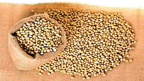 नाशिक : सोयाबीनमध्ये आठवड्यात 700 रुपयांची झाली घसरण