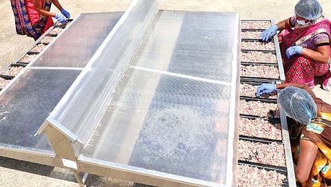 यशोगाथा : सोलर ड्रायरमुळे पालटले दिवस! ९ लाख रुपयांचे वार्षिक उत्पन्न