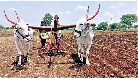 जिल्ह्यात पावसाअभावी 13 टक्केच पेरण्या