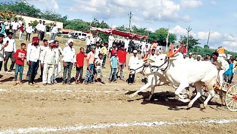 हुर्ररररर… नाशिकला 11 वर्षानंतर रंगणार बैलगाडा शर्यत