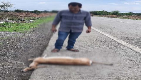 केज-कळंब रोडवर अज्ञात वाहनाच्या धडकेने हरिणाचा मृत्यू