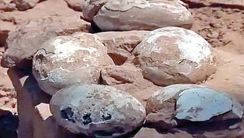 डायनासोरच्या अंड्याच्या आतही अंडे!