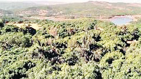 सातारा : वन विभागातील 56 बीट कर्मचार्यांविना