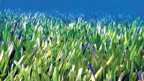 ऑस्ट्रेलियात 4500 वर्षांपूर्वीचे सागरी गवत