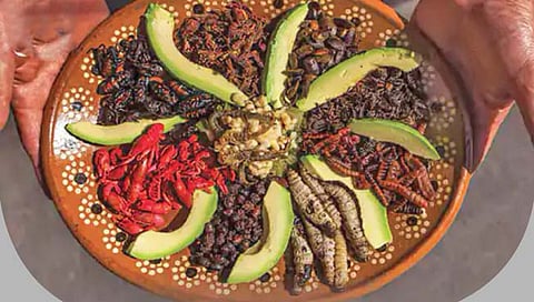 जगातील दोन हजार किडे खाण्यायोग्य!