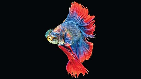 कुरूप माशांच्या प्रजाती संकटात