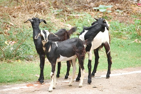 आण्यात विज पडून बारा शेळ्यांचा मृत्यू