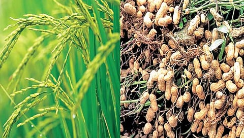 खरीप हंगामासाठी ‘एमएसपी’ वाढीस मंजुरी