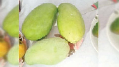 आंबा महोत्सव : आंबाच, पण दीड किलोचा अन् पाऊन फुटाचा!