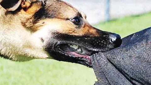 कराड शहरात मोकाट कुत्र्यांची मुजोरी