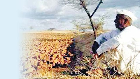 इचलकरंजी : 95 हजार हेक्टरवर दुबार पेरणीचे संकट