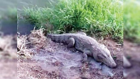 कराड : रेठरे बु. येथे मगरीचे दर्शन