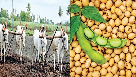 सांगली : बियाणे दरात अव्वाच्या सव्वा वाढ