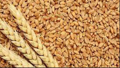 गहू निर्यातीचा तिढा