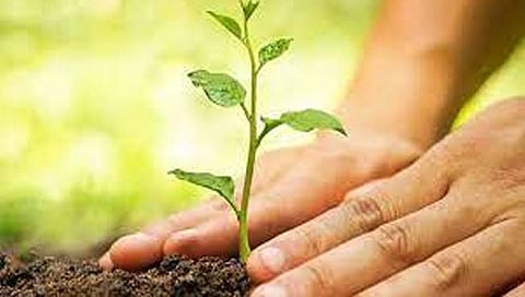 सातारा : जिल्ह्यातील वृक्षारोपणाला कोरोना संसर्ग