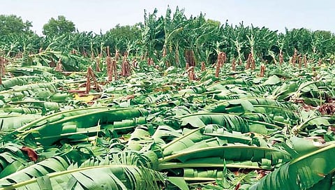 करमाळा तालुक्याला अवकाळीचा दणका