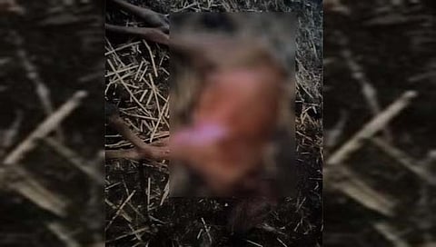 Parbhani: Two bullocks killed in lightning strike