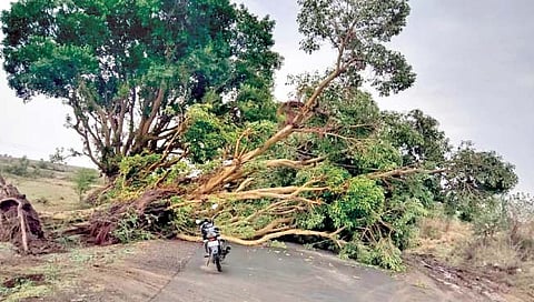 जिल्ह्याला मान्सूनपूर्व पावसाने झोडपले