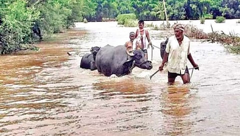कोल्हापूर : पुरात ज्यांची जनावरे वाहून जातील, त्यांच्यावरच होणार कारवाई