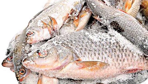 यावर्षी मत्स्य खवय्यांसाठी गोठवले 100 टन मासे