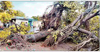 उन्मळून पडलेले सुमारे 150 वर्षांपूर्वीचे वडाचे झाड.