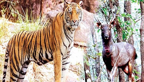 पर्यटन शुल्कात तिप्पट वाढ