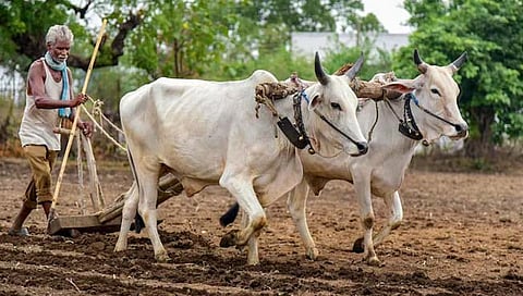 सांगली जिल्ह्यातील 1.25 लाख शेतकर्यांना मिळणार 50 हजार