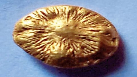 कोल्हापूर : कसबा बीड येथे शेतात भांगलताना सापडली बेडा