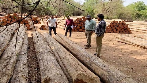 चंद्रपूर : बल्लारशहातील सागवान दिल्लीतील ‘सेंट्रल विस्टा’ला करणार सुशोभित!