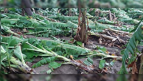 जळगाव : रावेर तालुक्यात वादळासह पावसाची हजेरी, तिसऱ्यांदा केळीला फटका!