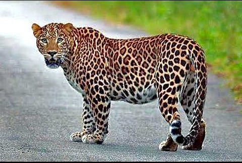 Pune : बिबट्याचा दुचाकीस्वार पती-पत्नीवर हल्ला