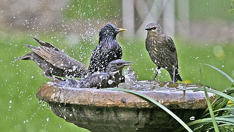 ऐतवडे बुद्रुक : पक्ष्यांच्या हालचालींवरून पावसाचा अंदाज