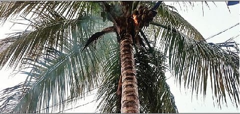 वडगाव रासाई येथे झाडावर वीज पडली