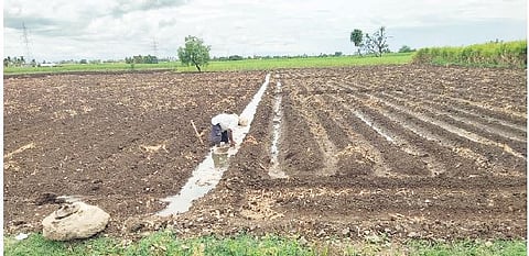 सांगवीत पावसाची ओढ; पेरणी केलेल्या शेताला द्यावे लागतेय विहिरीचे पाणी