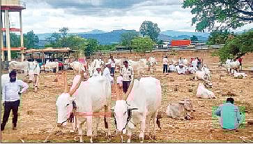जळगाव जिल्ह्यातील गुरांचे आठवडे बाजार बंद